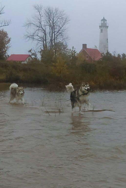 Hudsons Malamutes - Alpha