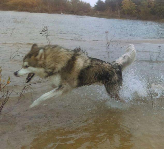 Hudsons Malamutes - Alpha