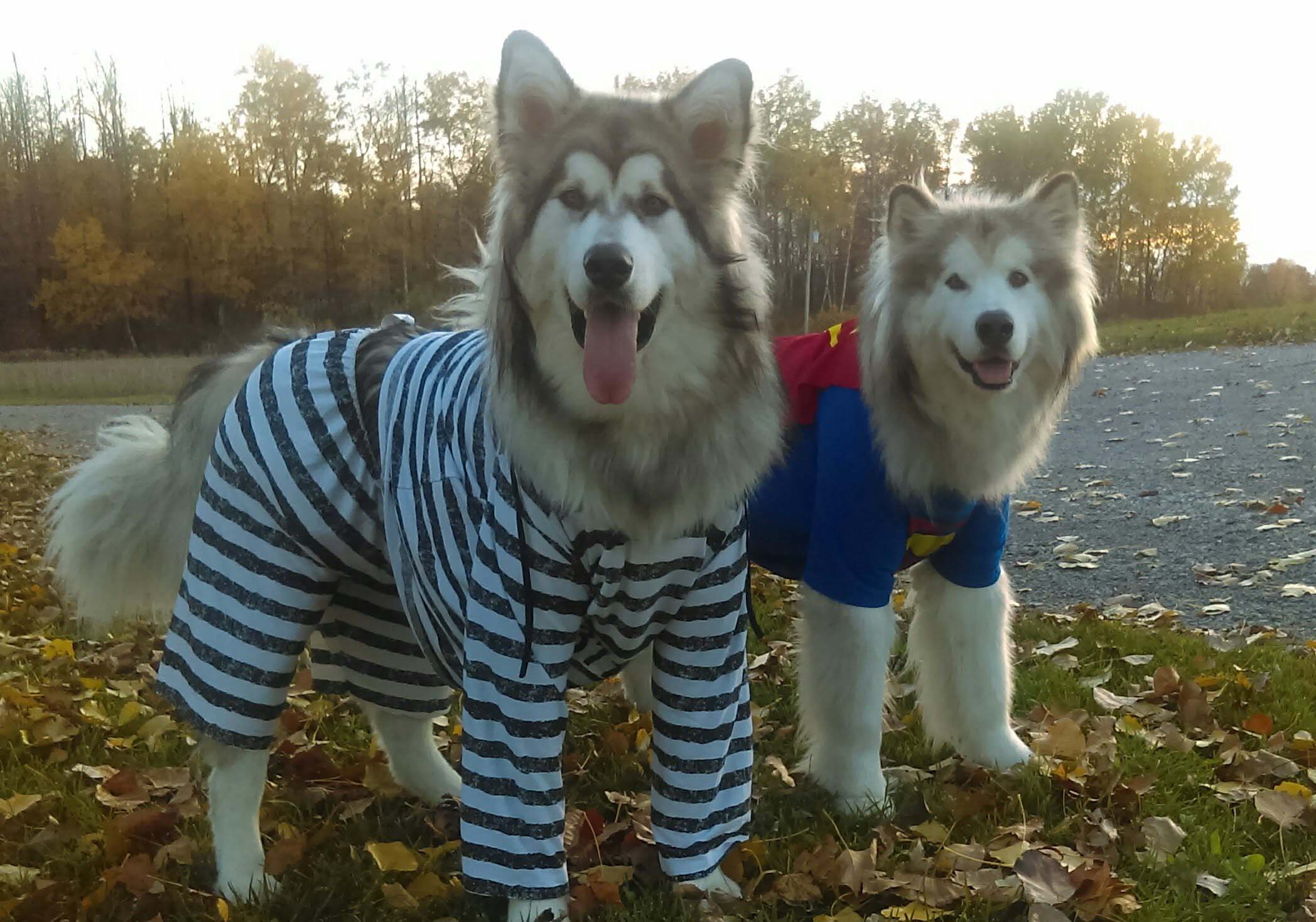 Hudsons Malamutes - Alpha