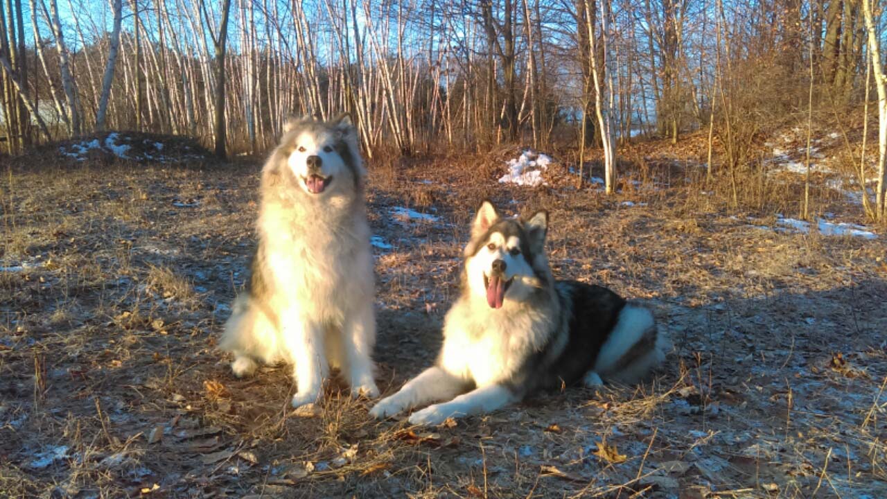 Hudsons Malamutes - Alpha