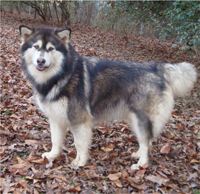 Hudsons Malamutes - Anara