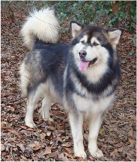 Hudsons Malamutes - Anara