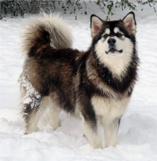 Hudsons Malamutes - Anara