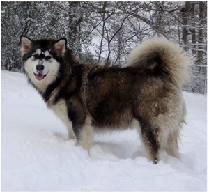 Hudsons Malamutes - Anara