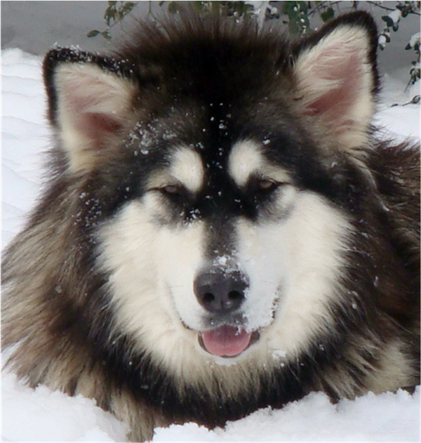 Hudsons Malamutes - Anara