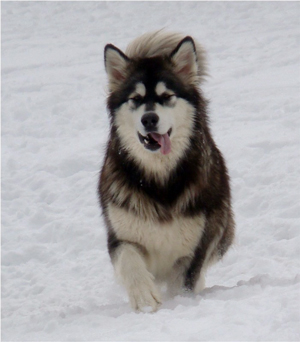 Hudsons Malamutes - Anara