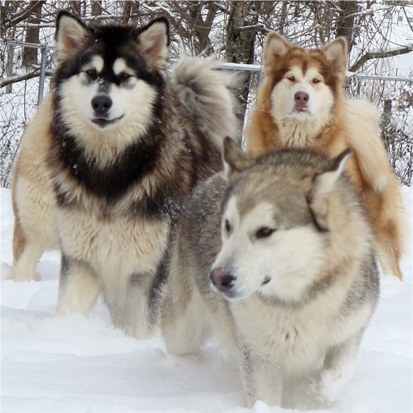 Hudsons Malamutes - Anara