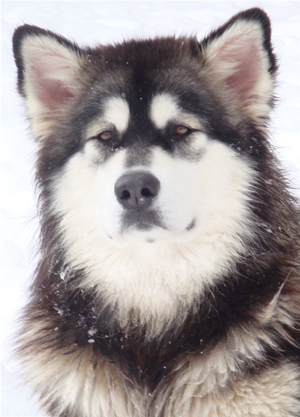 Hudsons Malamutes - Anara