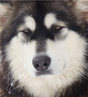 Hudsons Malamutes - Anara