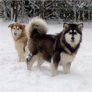 Hudsons Malamutes - Anara