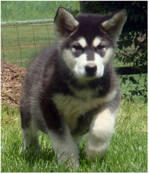 Hudsons Malamutes - Anara