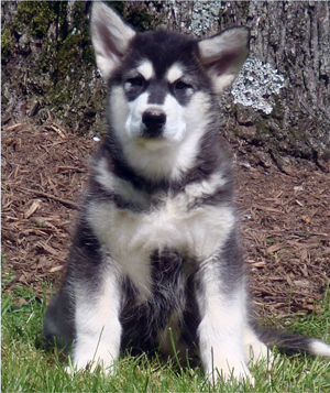 Hudsons Malamutes - Anara