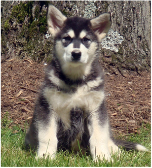 Hudsons Malamutes - Anara