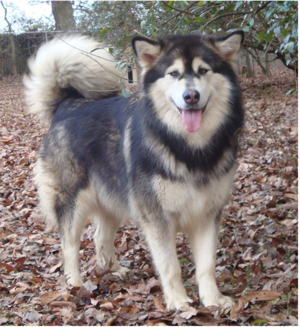 Hudsons Malamutes - Anara