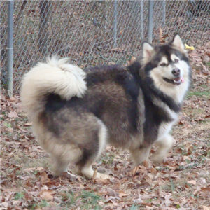 Hudsons Malamutes - Anara