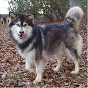 Hudsons Malamutes - Anara