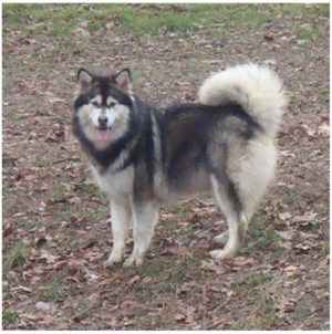 Hudsons Malamutes - Anara