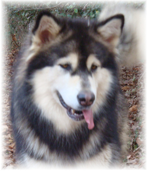 Hudsons Malamutes - Anara