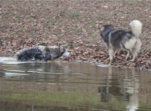 Hudsons Malamutes - Anara