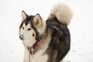 Hudsons Malamutes - AnnaBella Bear