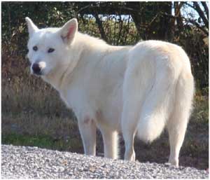 Hudsons Malamutes - Anya