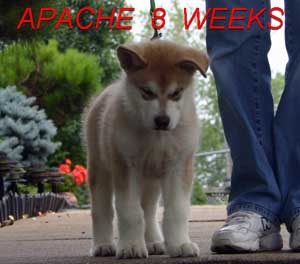 Hudsons Malamutes - Apache