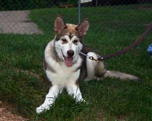 Hudsons Malamutes - Apache