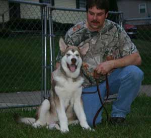 Hudsons Malamutes - Apache