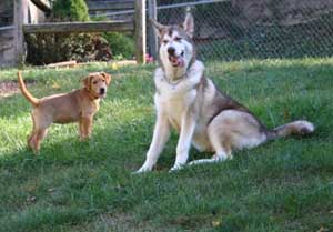 Hudsons Malamutes - Apache