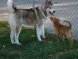 Hudsons Malamutes - Apache