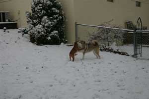 Hudsons Malamutes - Apache