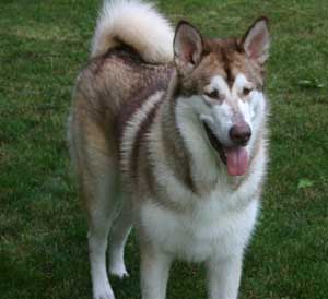 Hudsons Malamutes - Apache