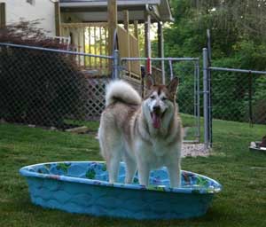 Hudsons Malamutes - Apache