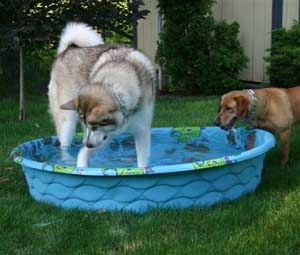 Hudsons Malamutes - Apache