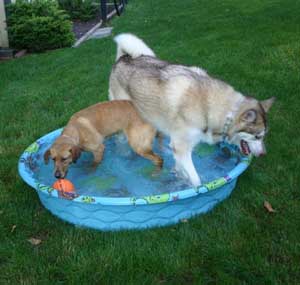 Hudsons Malamutes - Apache