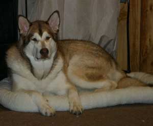 Hudsons Malamutes - Apache