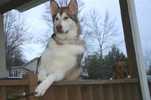 Hudsons Malamutes - Apache