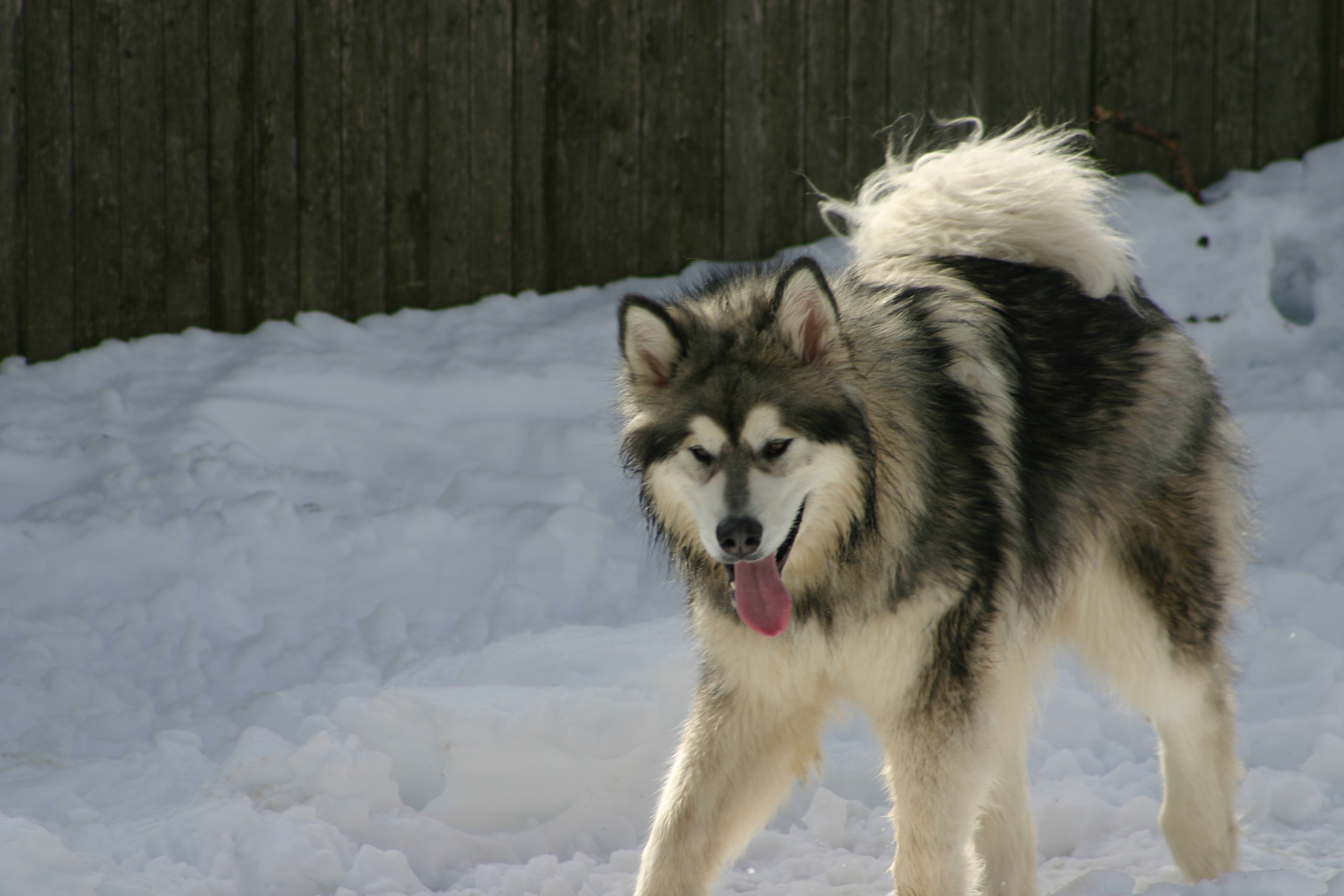 Hudons Malamutes -  Atlas & Apollo