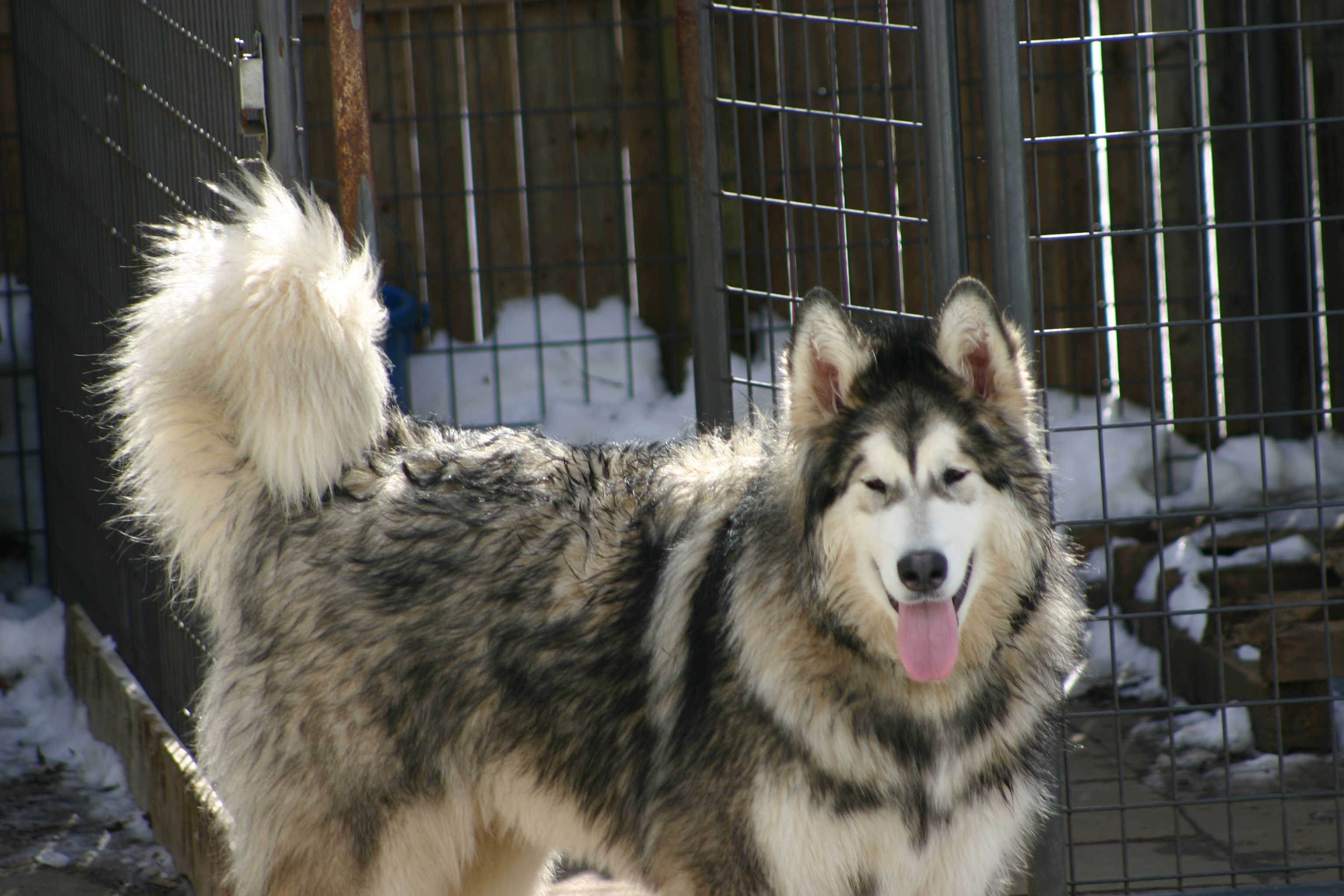 Hudons Malamutes -  Atlas & Apollo