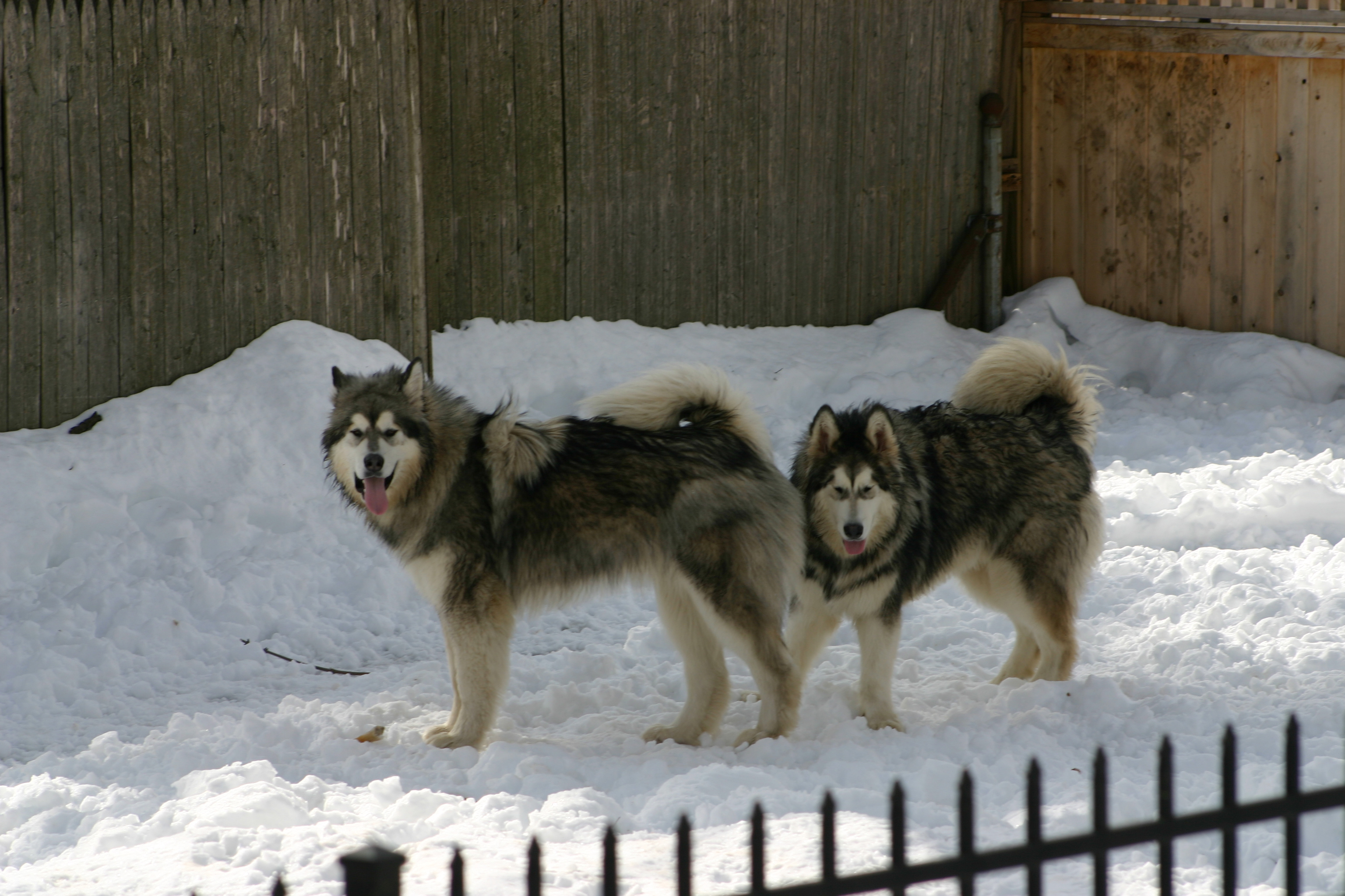 Hudons Malamutes -  Atlas & Apollo