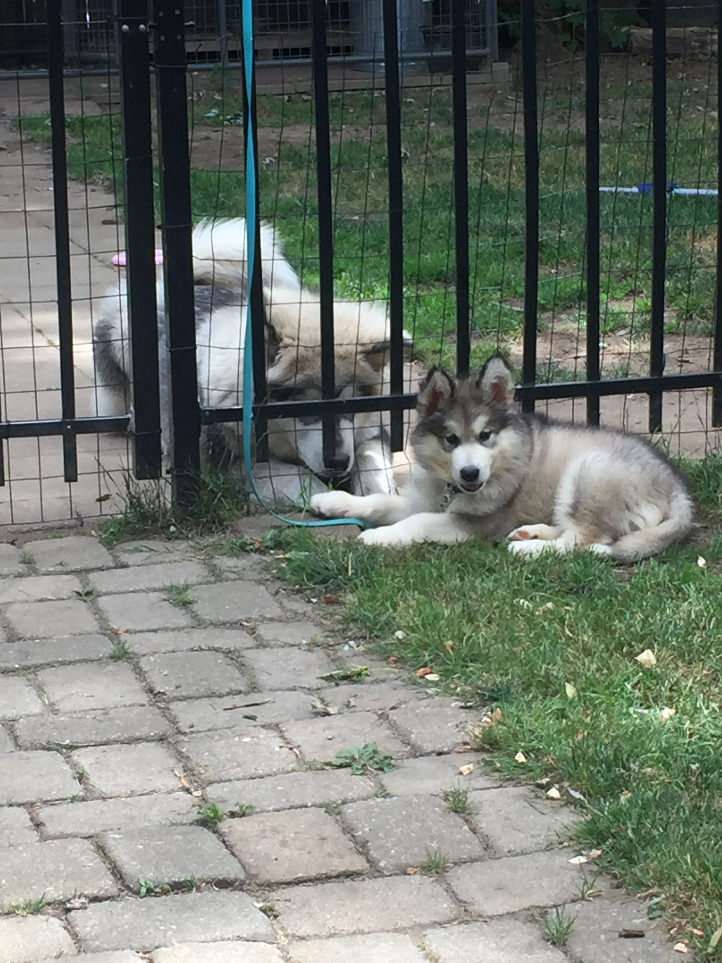 Hudons Malamutes -  Atlas & Apollo