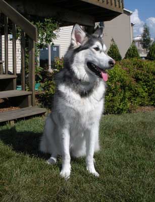 Hudsons Malamutes - Aspen