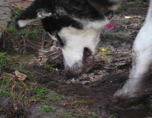 Hudsons Malamutes - Aspen