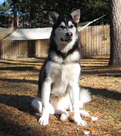 Hudsons Malamutes - Aspen