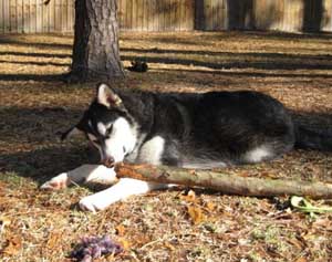 Hudsons Malamutes - Aspen