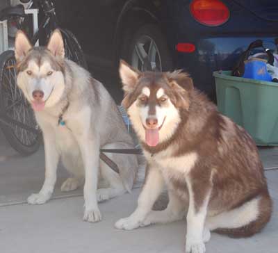 Hudsons Malamutes - Atka