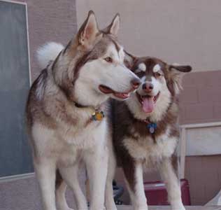 Hudsons Malamutes - Atka