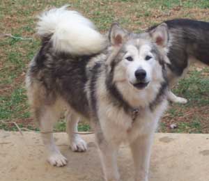 Hudsons Malamutes - Augusta