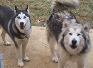 Hudsons Malamutes - Augusta