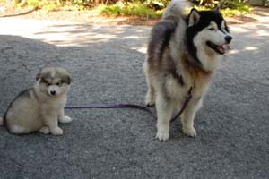 Hudsons Malamutes - Augustus